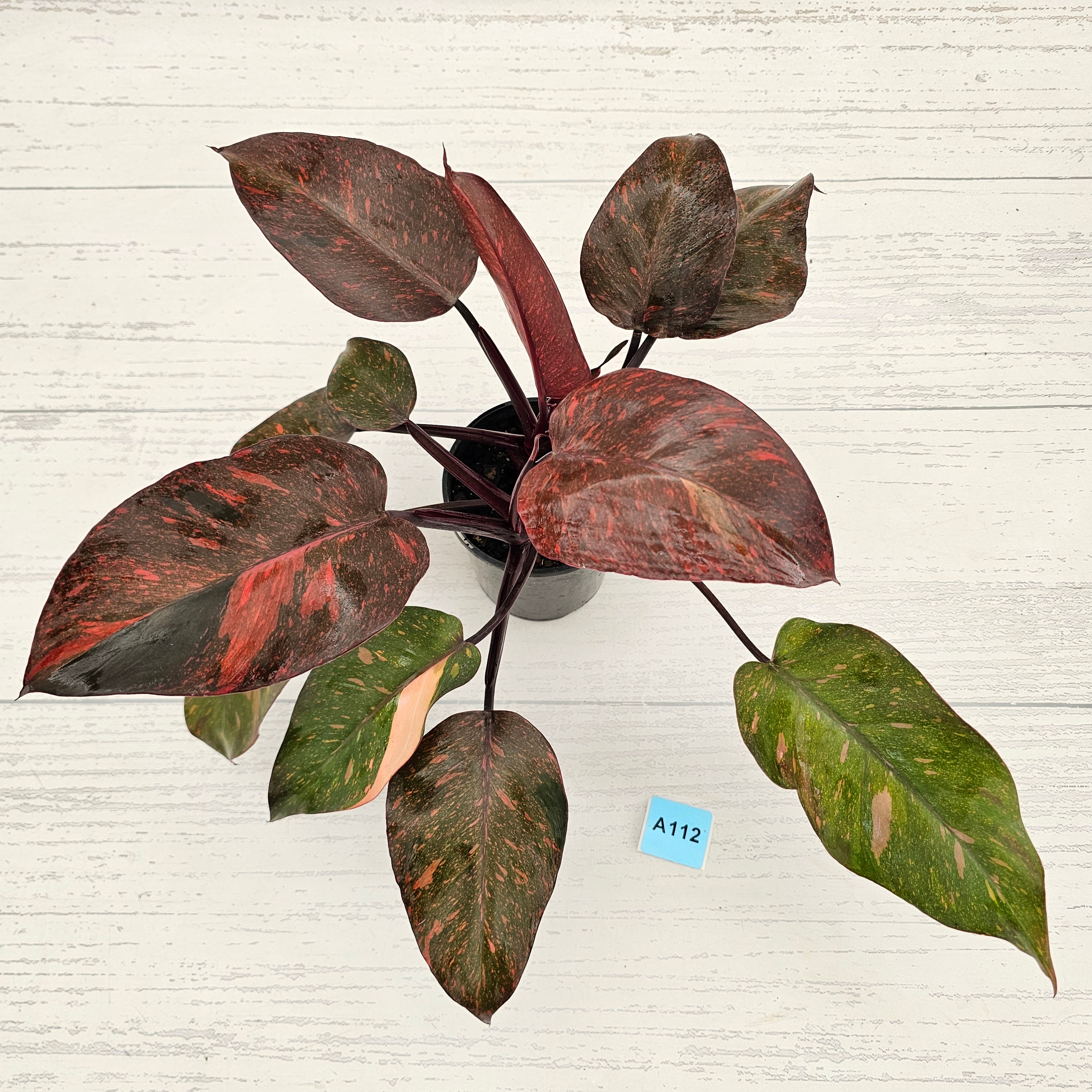 Philodendron 'Orange Princess'