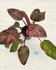 Philodendron 'Orange Princess'