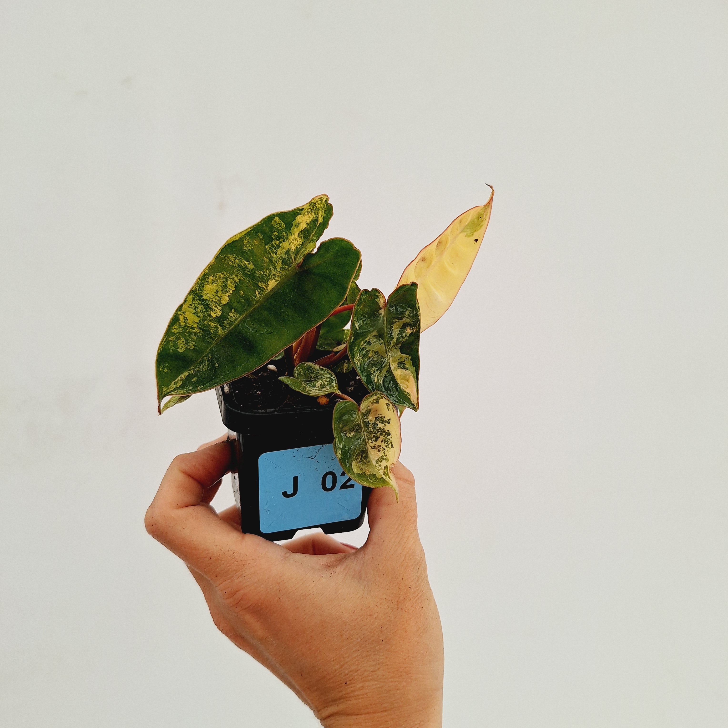 Philodendron billietiae Variegata