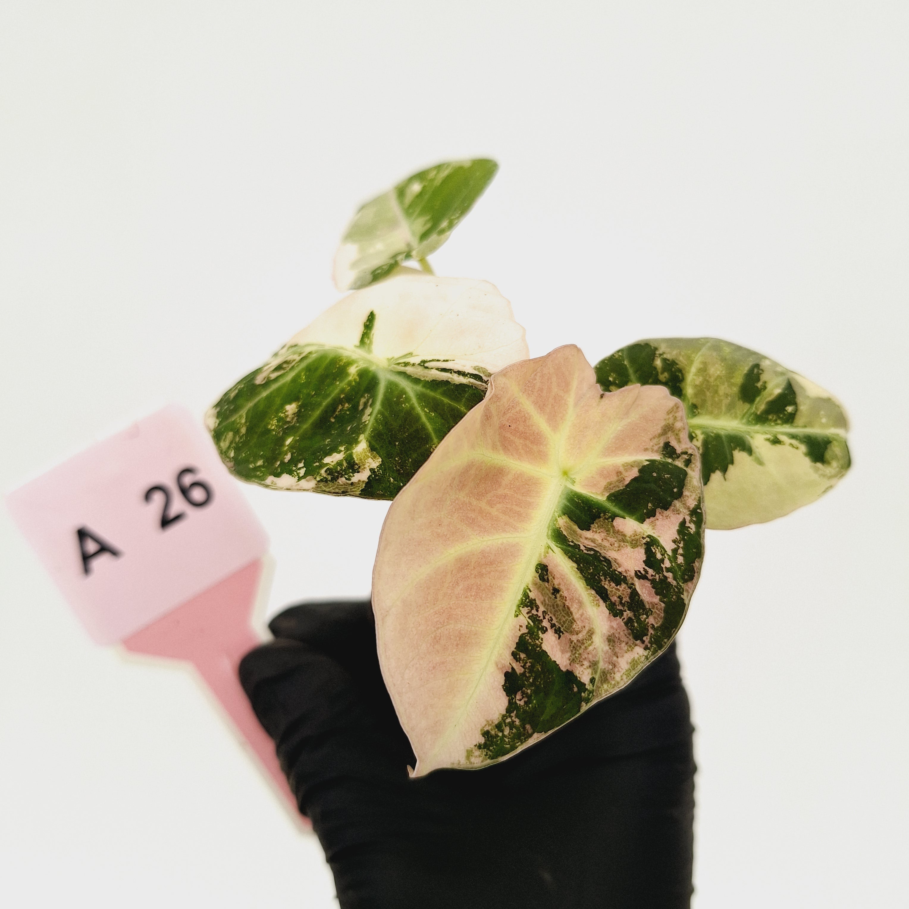 Alocasia reginula 'Black Velvet variegata'- Bare Bottom Baby