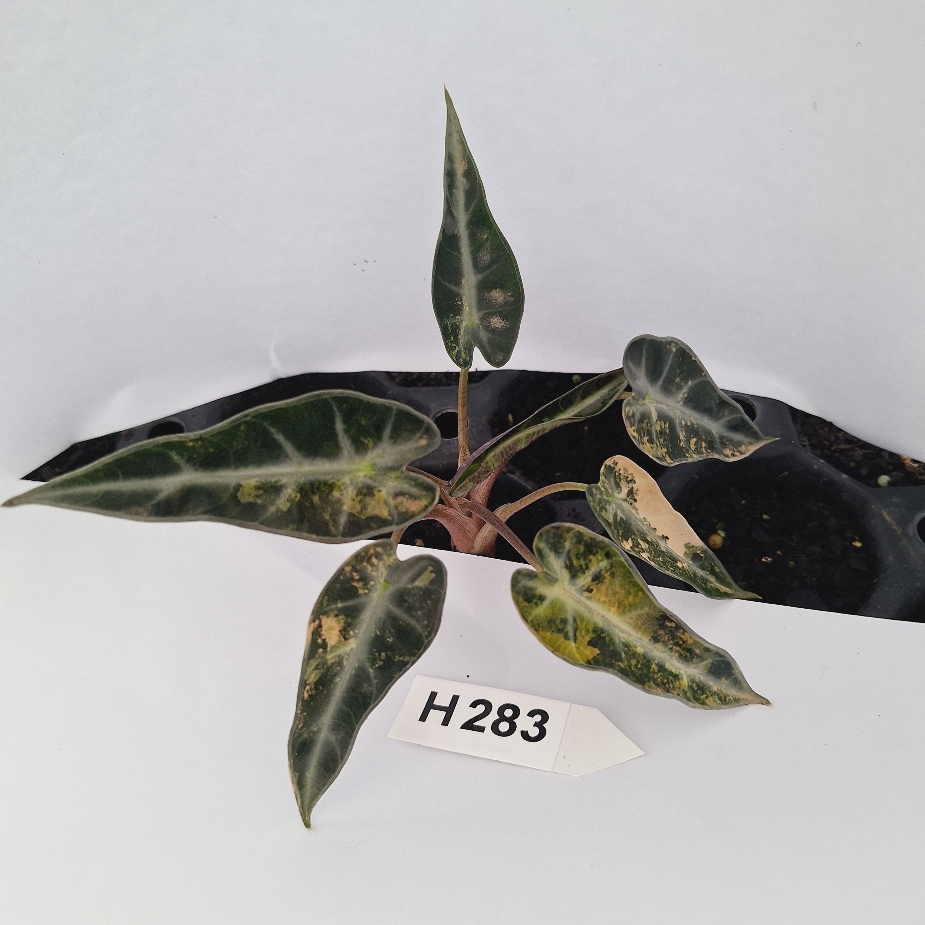 Alocasia Amazonica  bambino Variegata - Bare Bottom Baby - SALE