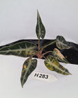 Alocasia Amazonica  bambino Variegata - Bare Bottom Baby - SALE