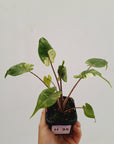 Alocasia macrorrhizos 'Stingray Aurea' Variegata