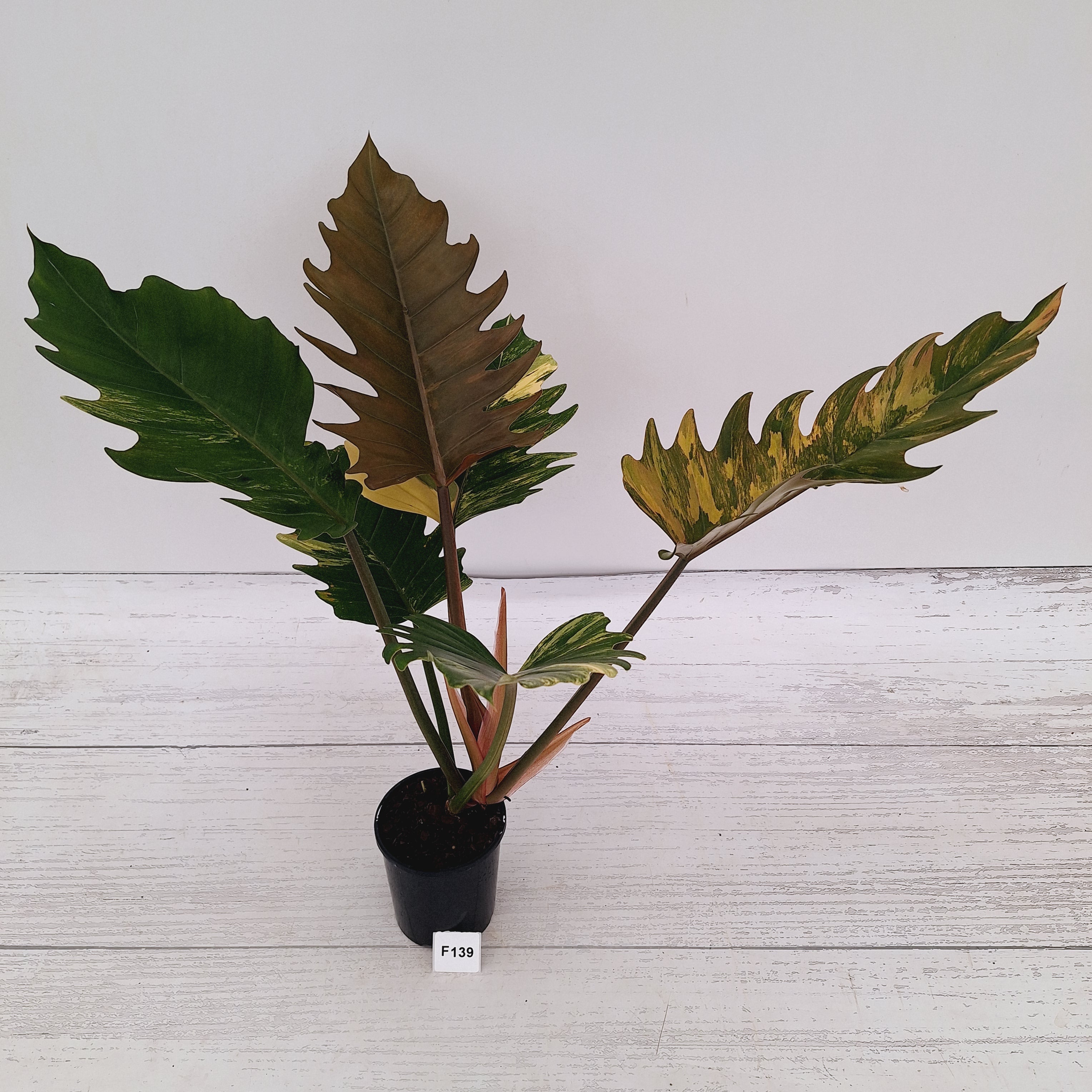 Philodendron serratum Caramel Marble