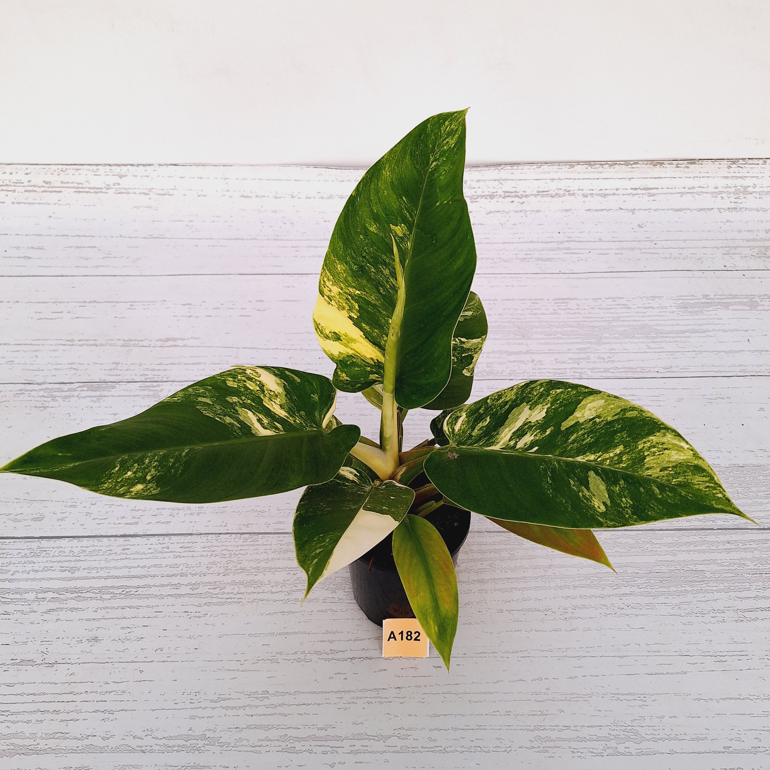 Philodendron imperial green variegata