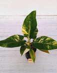 Philodendron imperial green variegata