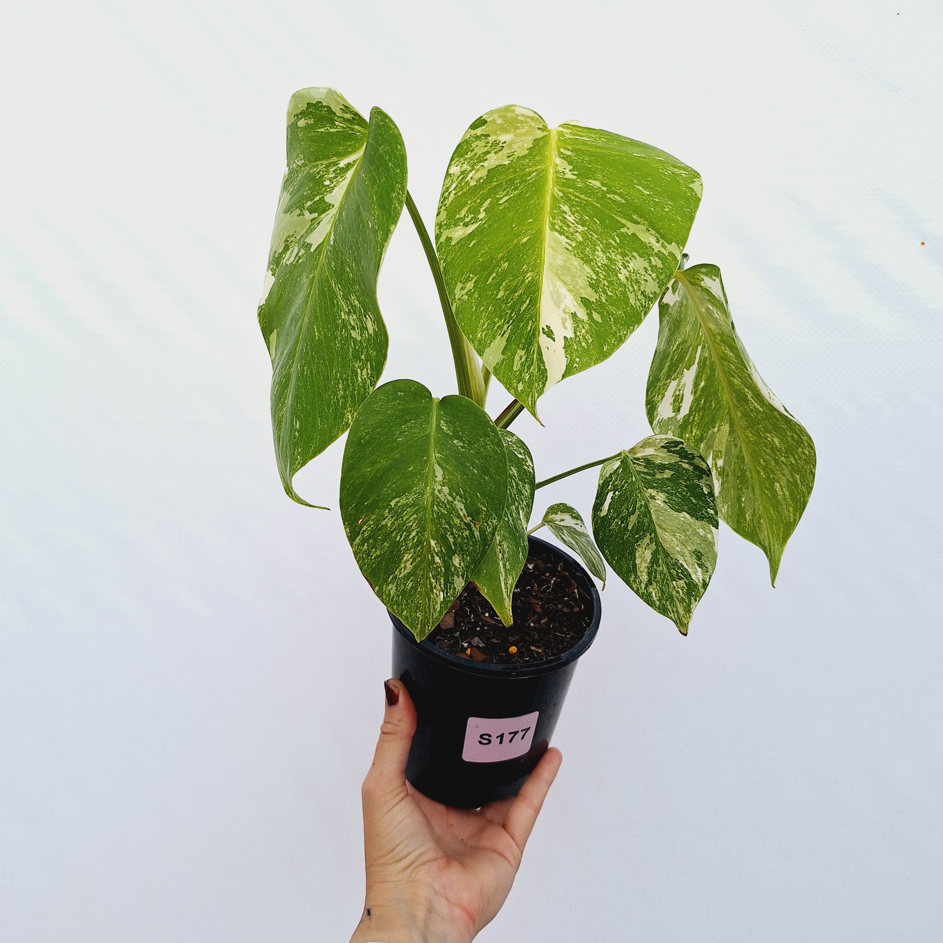 Monstera borsigiana &#39;Albo&#39;