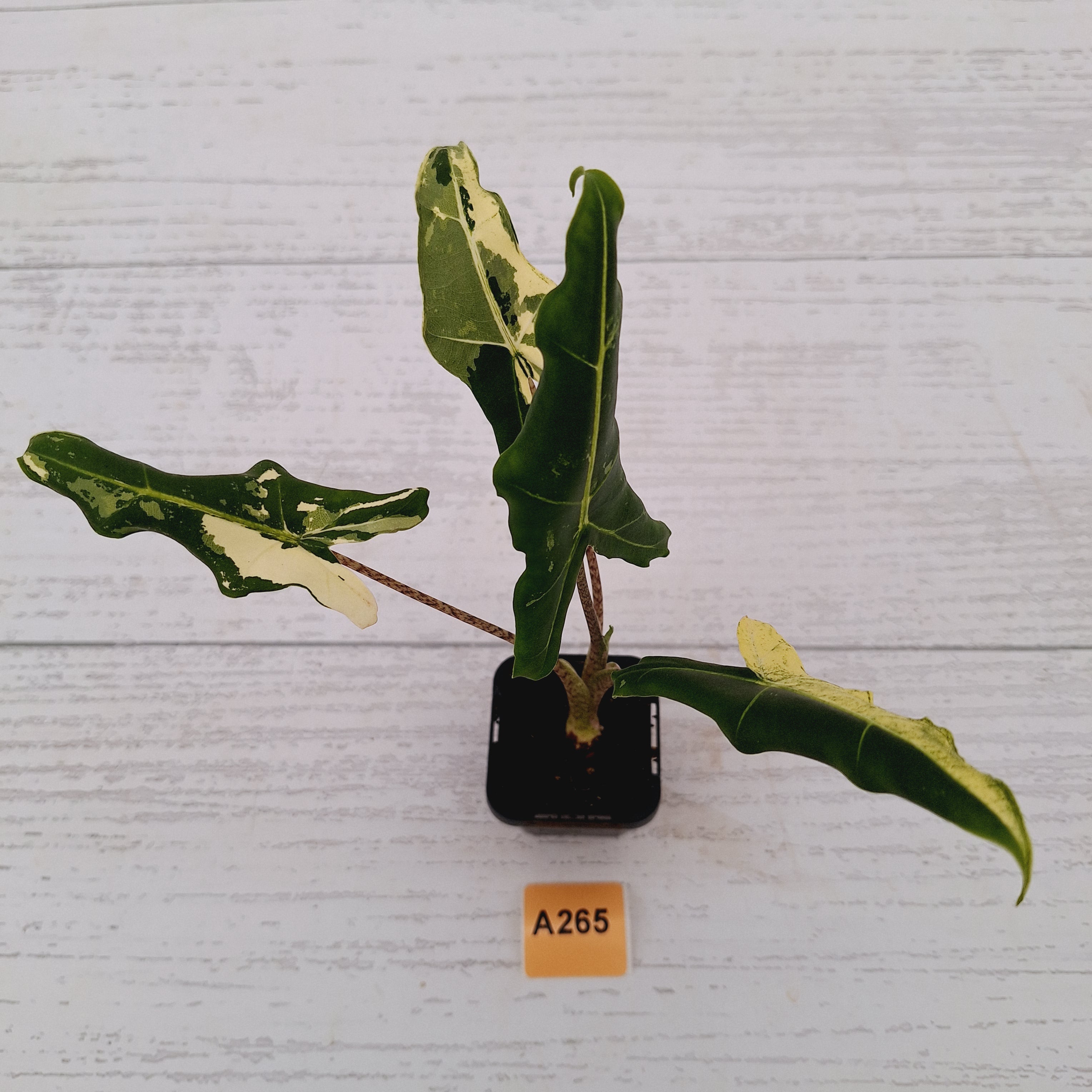 Alocasia sarian variegata