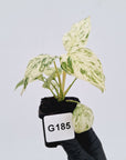 Homalomena rubescens ‘Cheese’