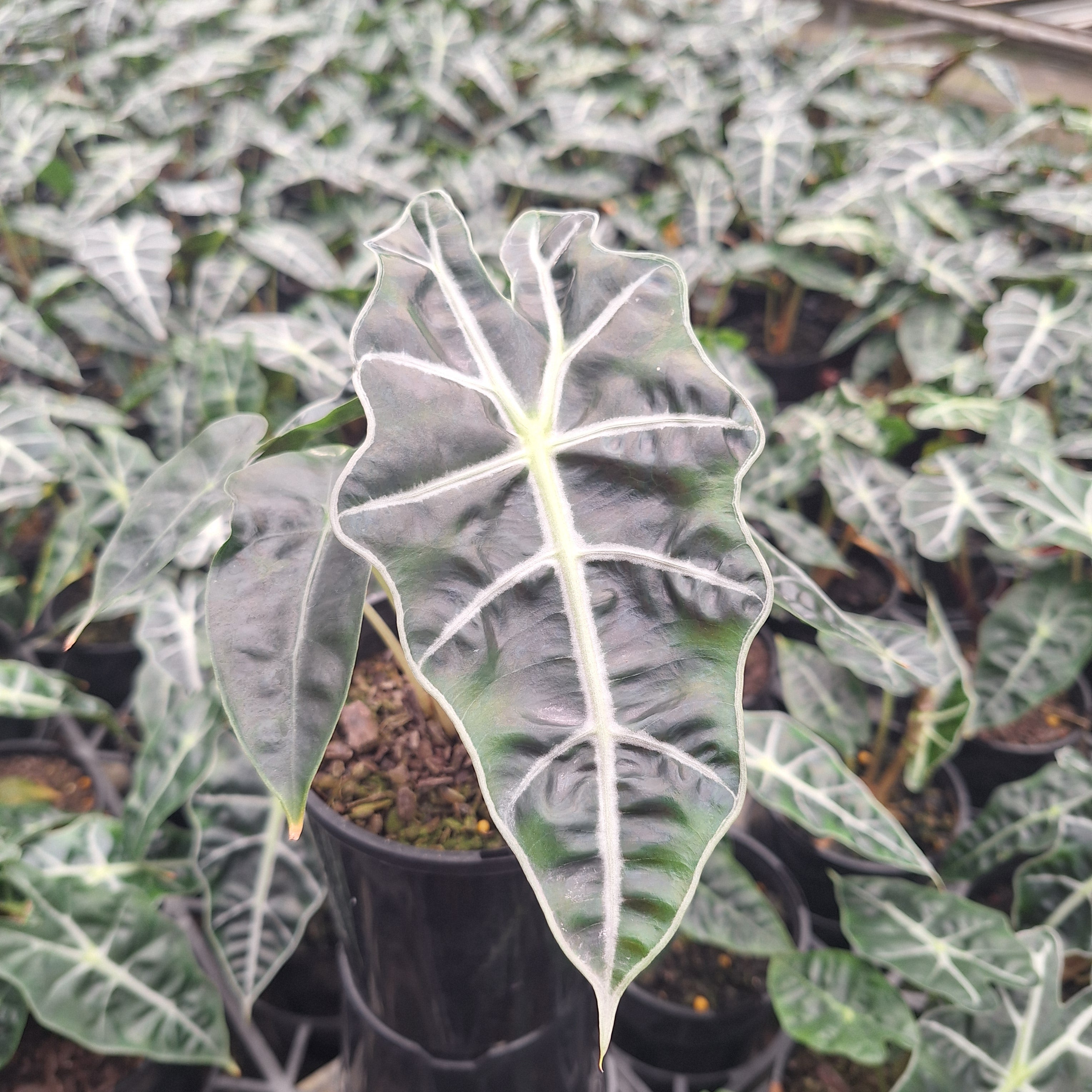 Alocasia 'Polly'