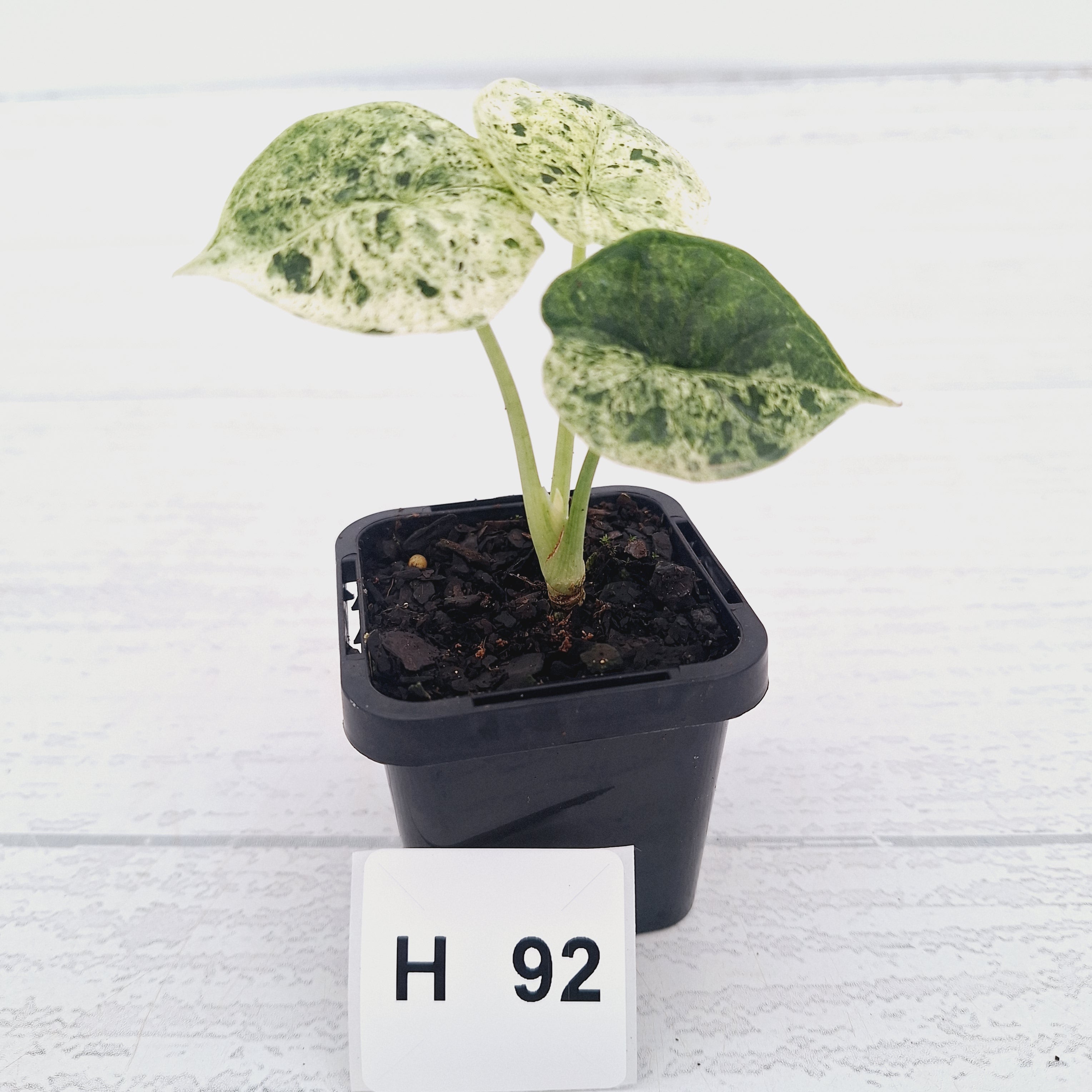 Alocasia baginda ‘Dragon Scale Mint'
