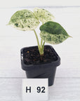 Alocasia baginda ‘Dragon Scale Mint'