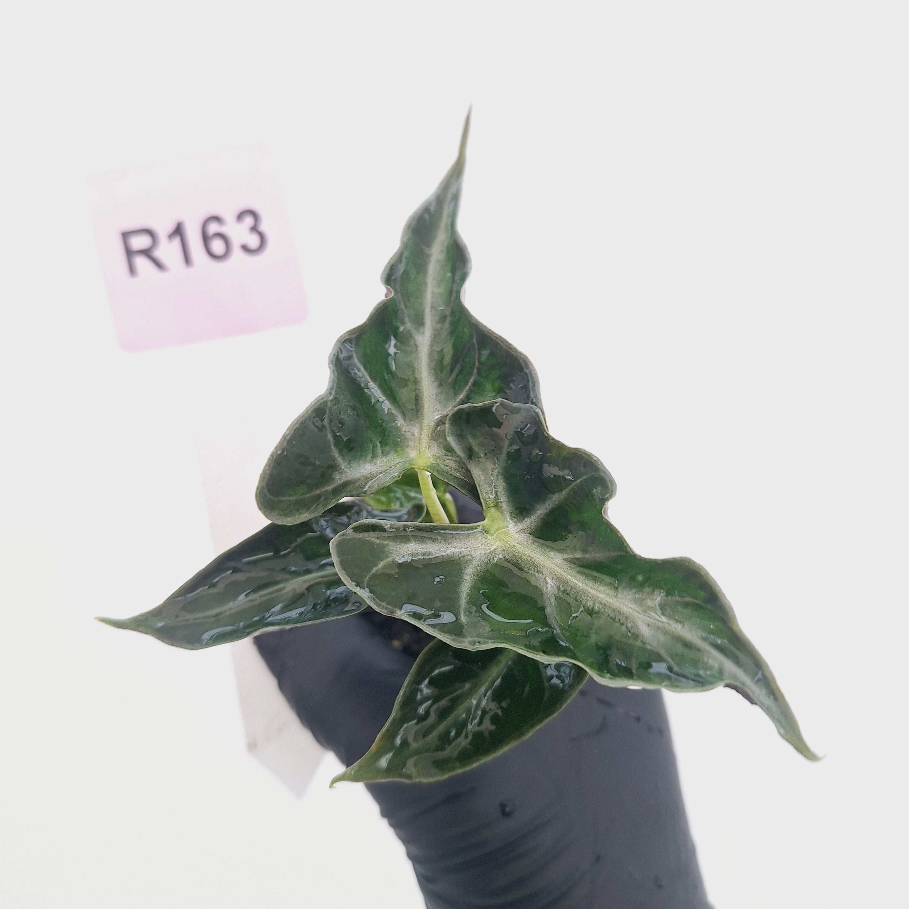 Alocasia ‘Loco’- Bare Bottom Baby - SALE