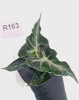 Alocasia ‘Loco’- Bare Bottom Baby - SALE