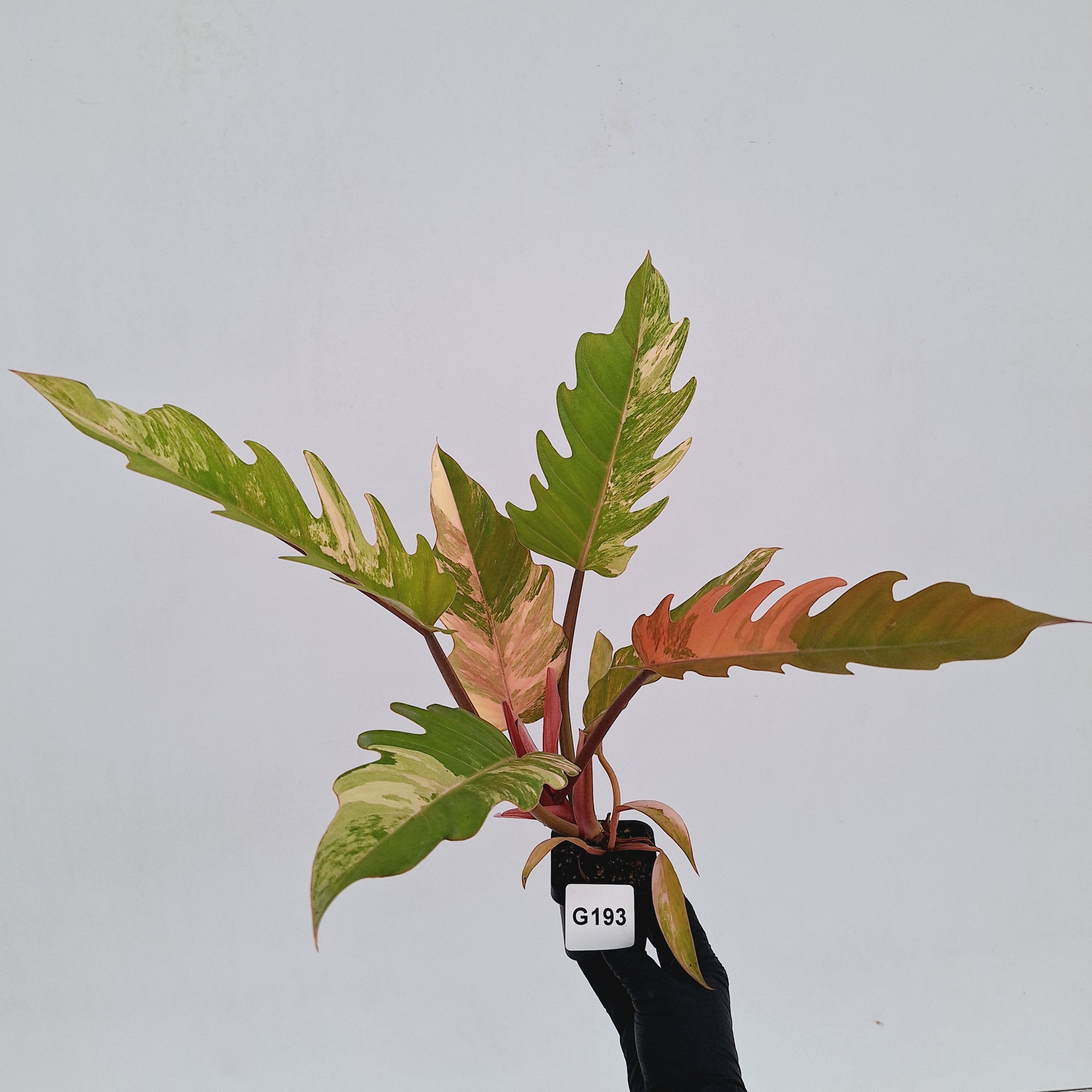 Philodendron serratum Caramel Marble