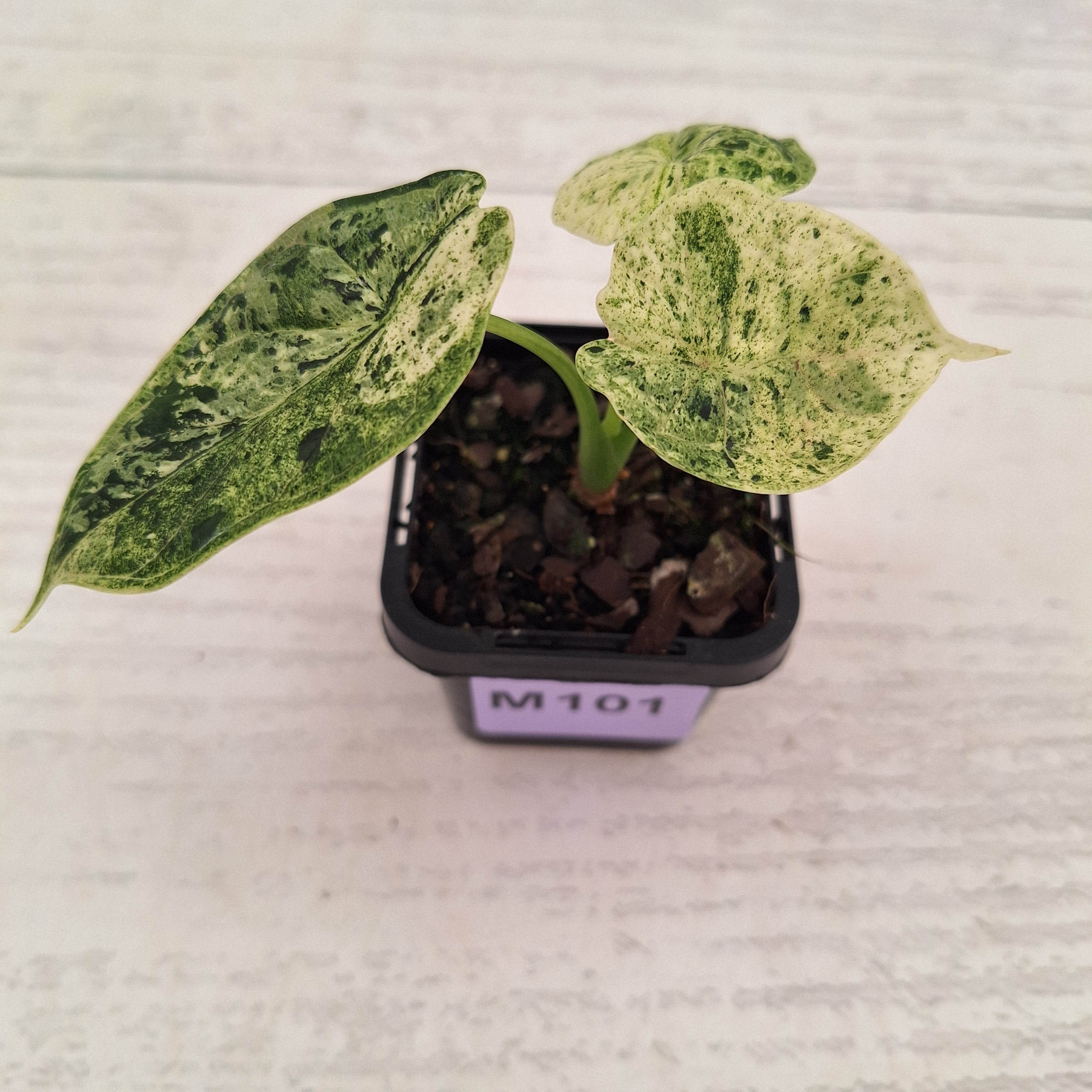 Alocasia baginda ‘Dragon Scale Mint’