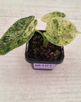 Alocasia baginda ‘Dragon Scale Mint’