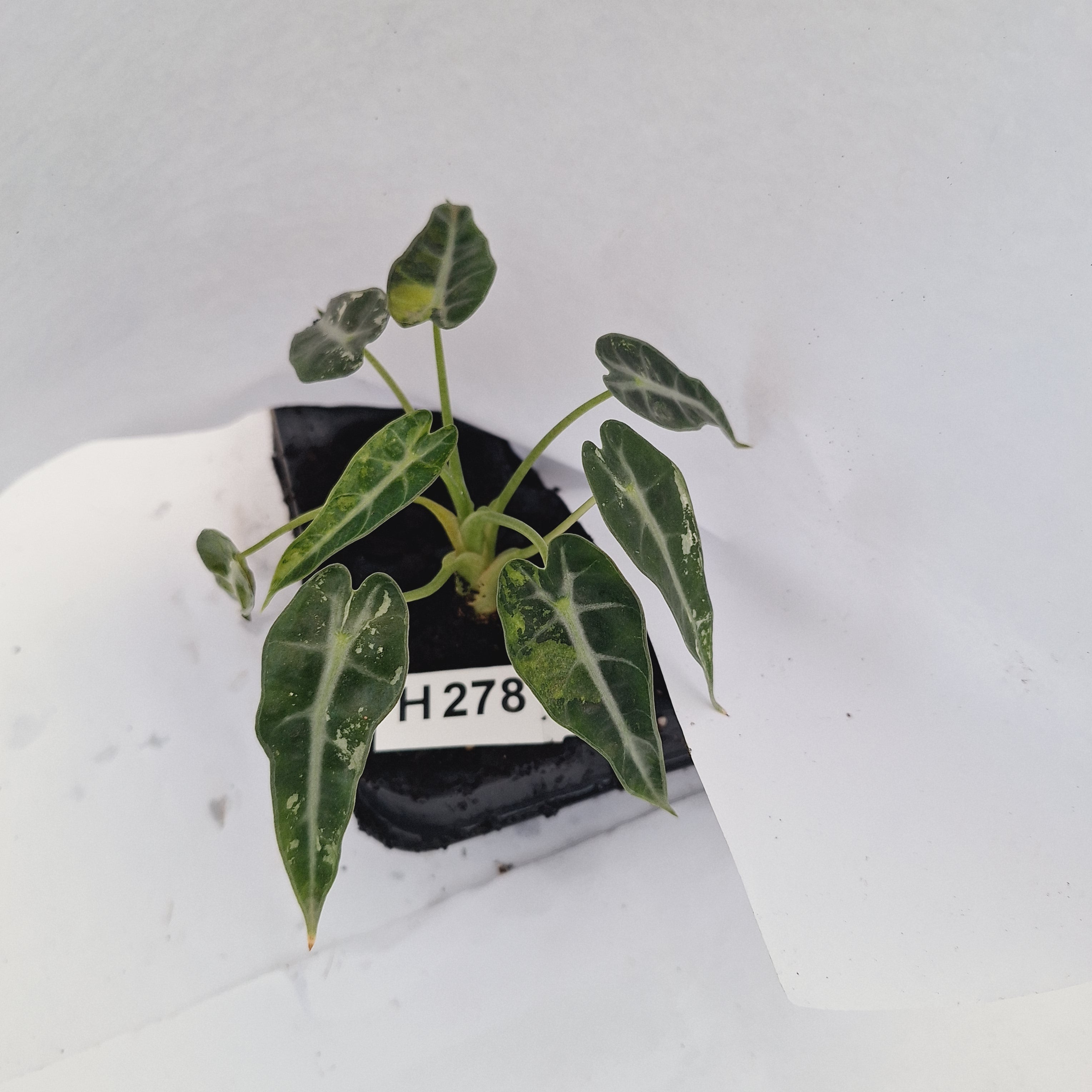 Alocasia Amazonica  bambino Variegata - Bare Bottom Baby - SALE