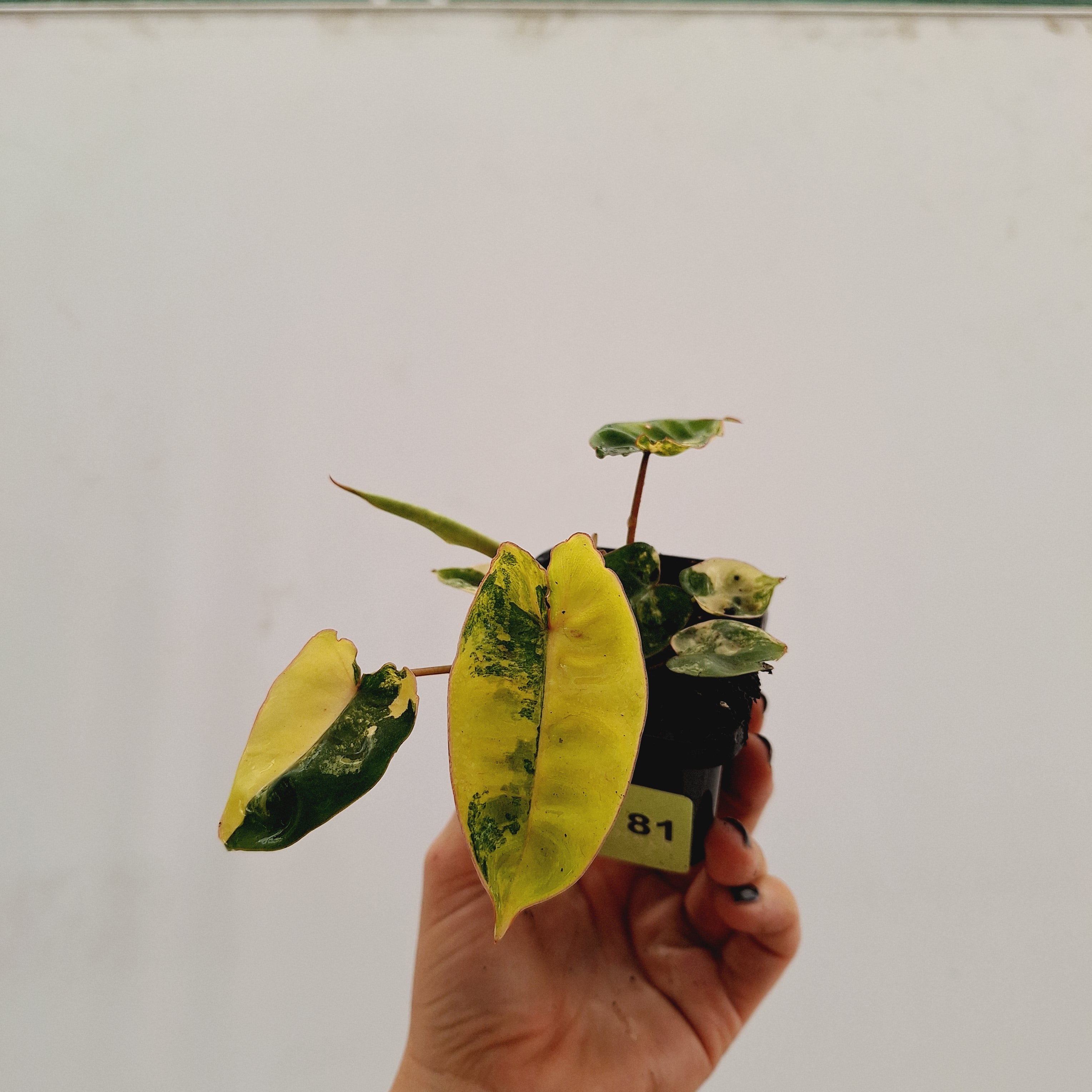 Philodendron billietiae Variegata