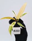 Philodendron erubescens Strawberry Shake