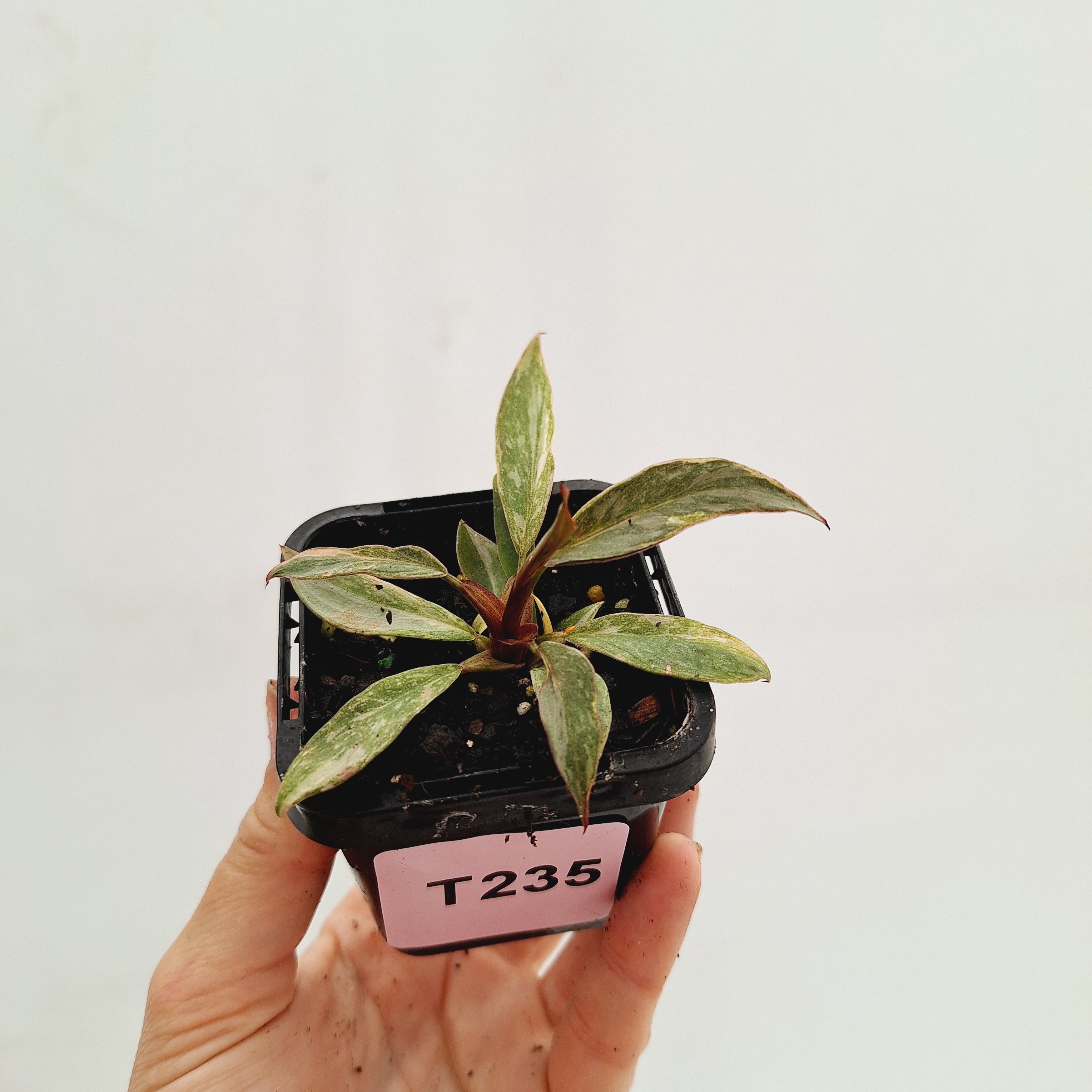 Philodendron &#39;Orange Princess&#39;