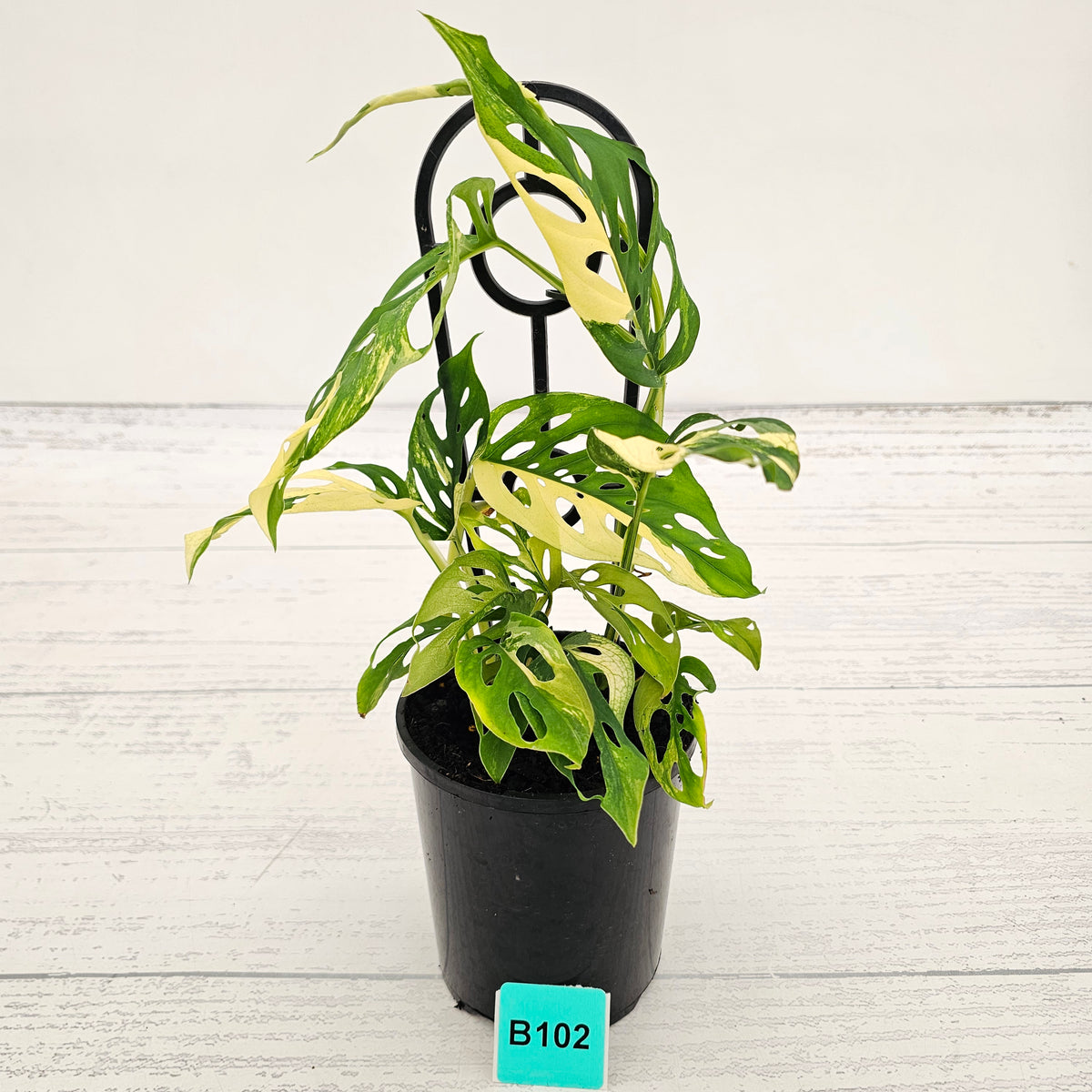 Monstera adansonii Variegata
