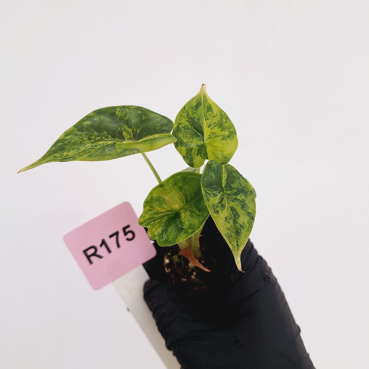 Alocasia Dragon Scale Aurea Variegata - Bare Bottom Baby