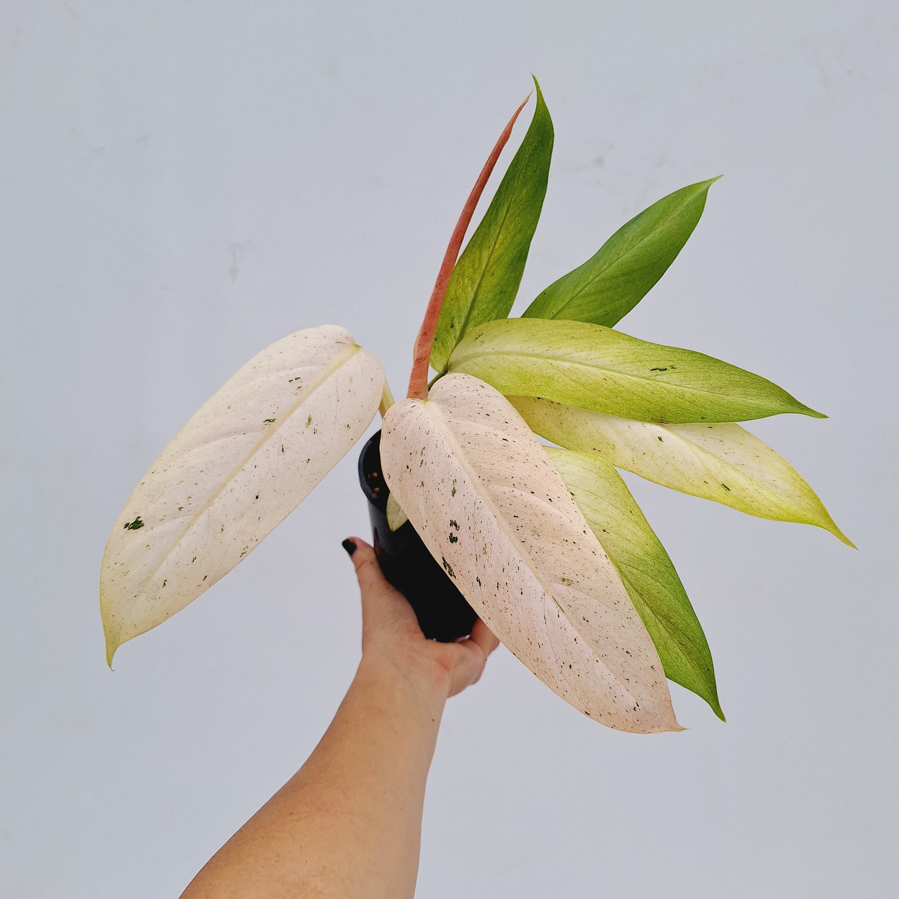 Philodendron  &#39;Whipple Way&#39;