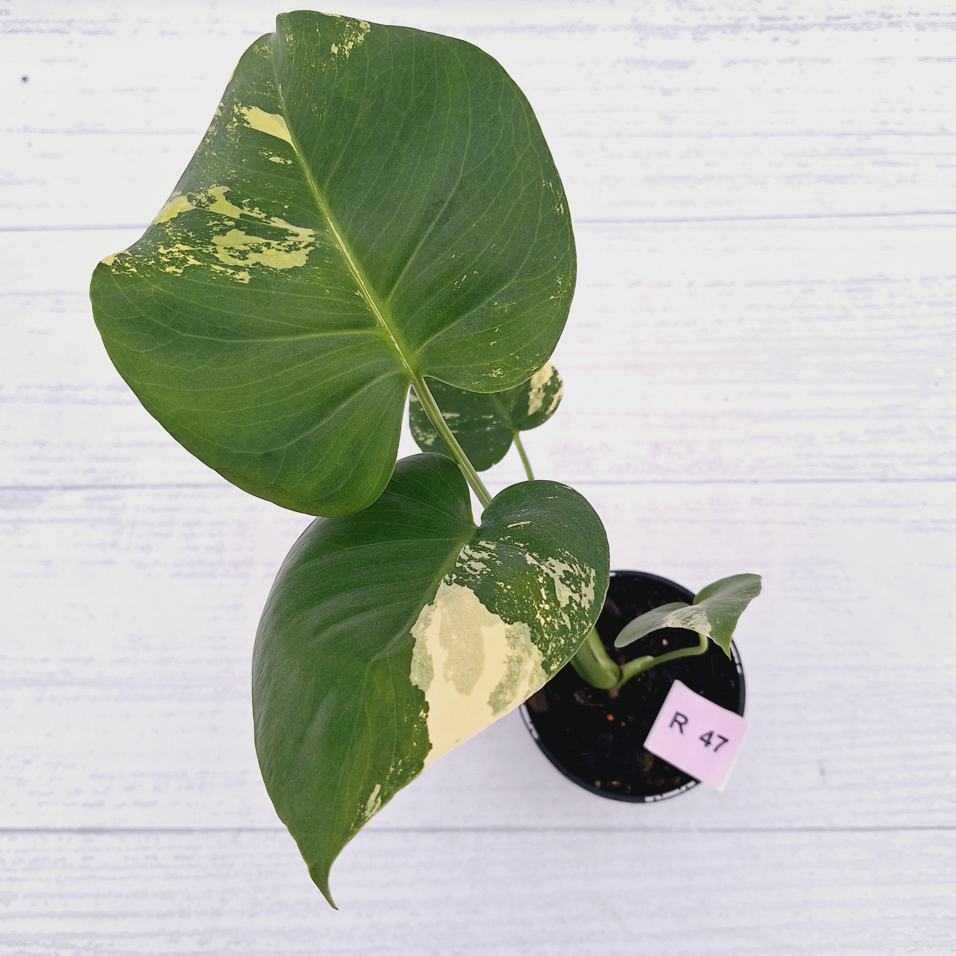 Monstera deliciosa Variegata