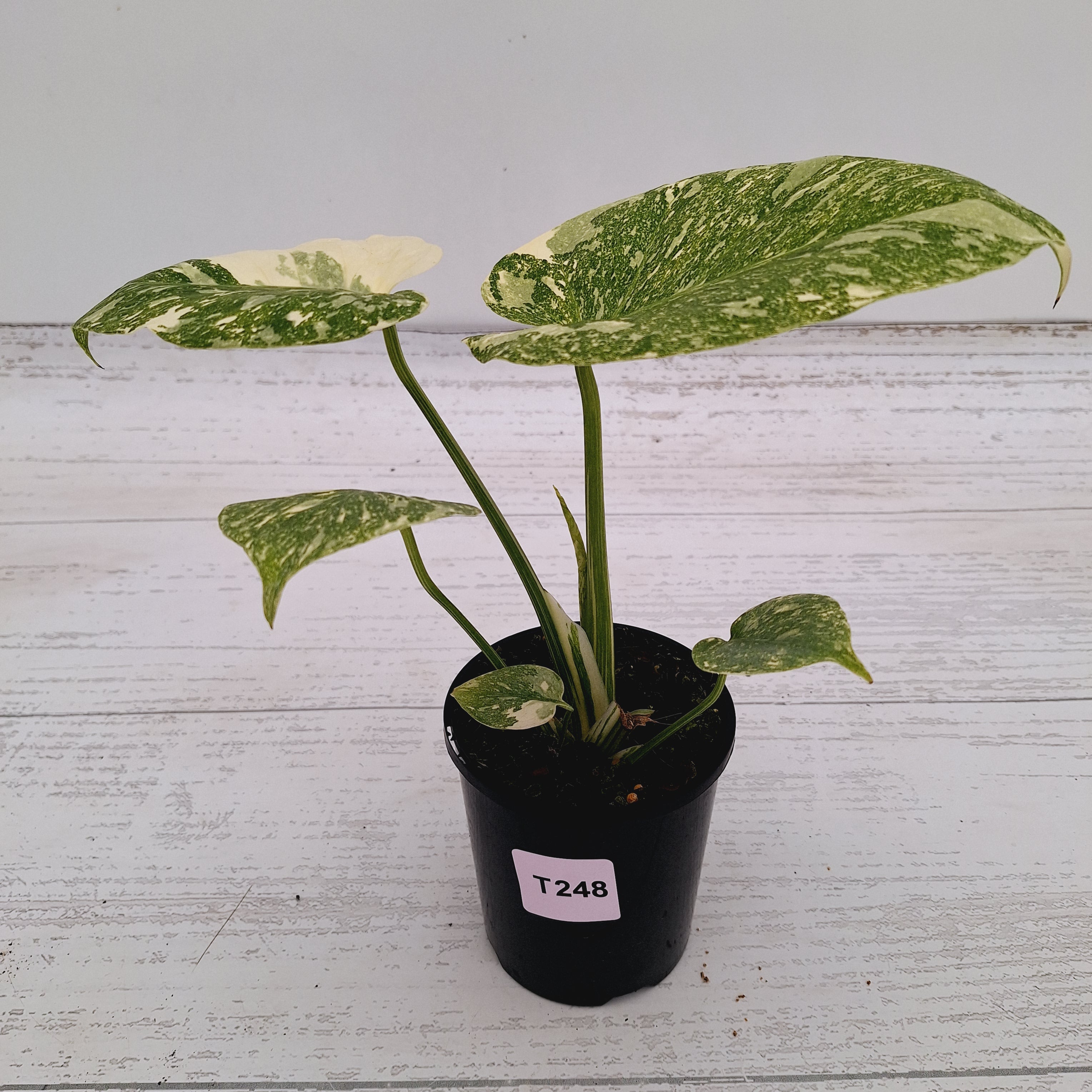 Monstera deliciosa Thai Constellation Sports