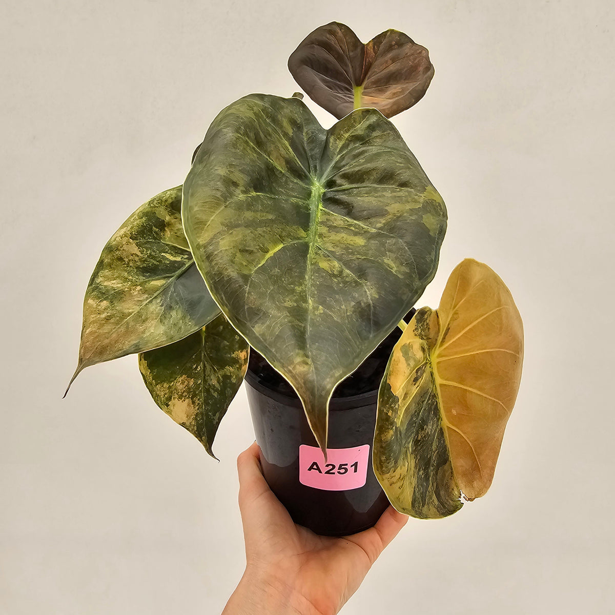 Alocasia ‘wentii’ Variegated - SALE