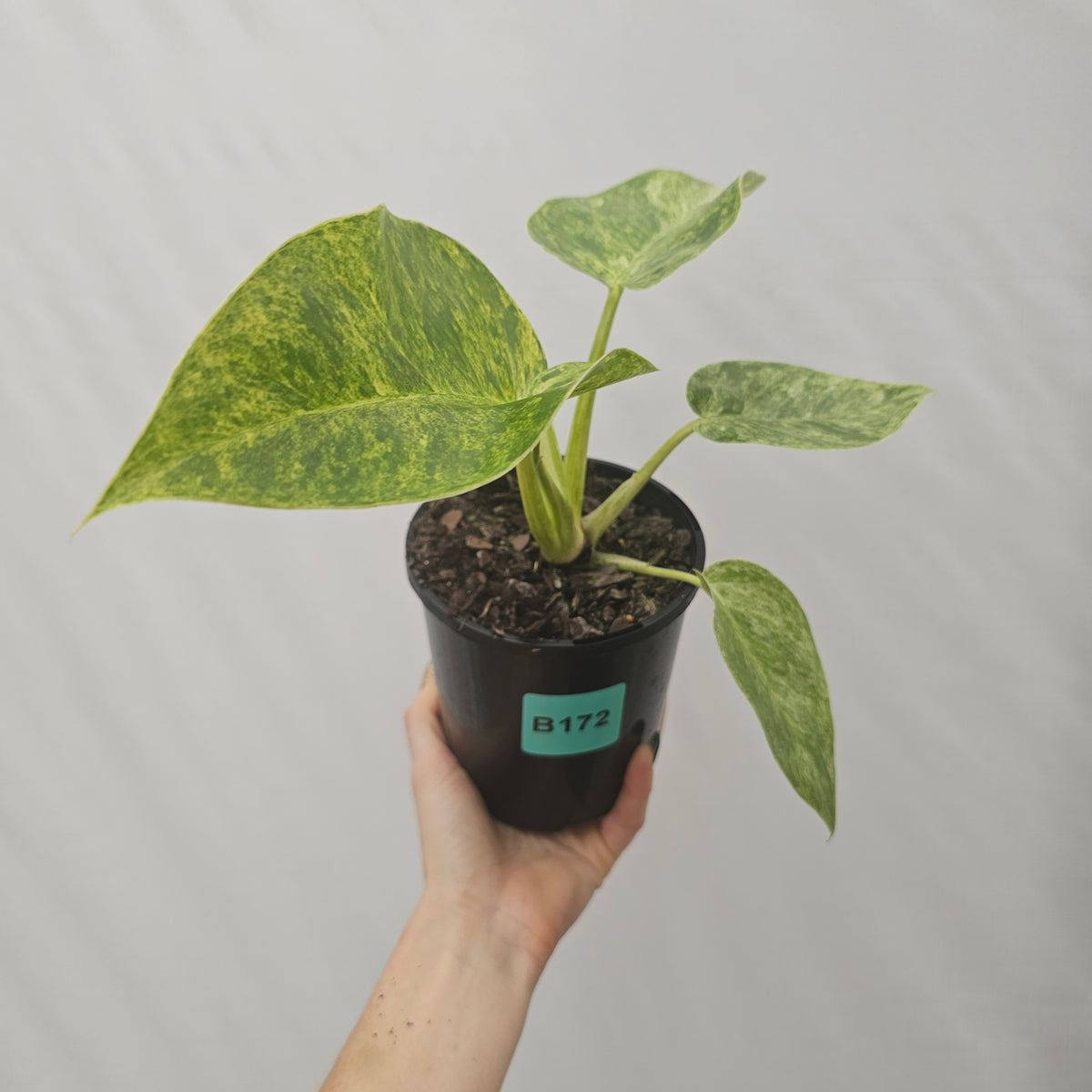 Philodendron giganteum Blizzard - SALE