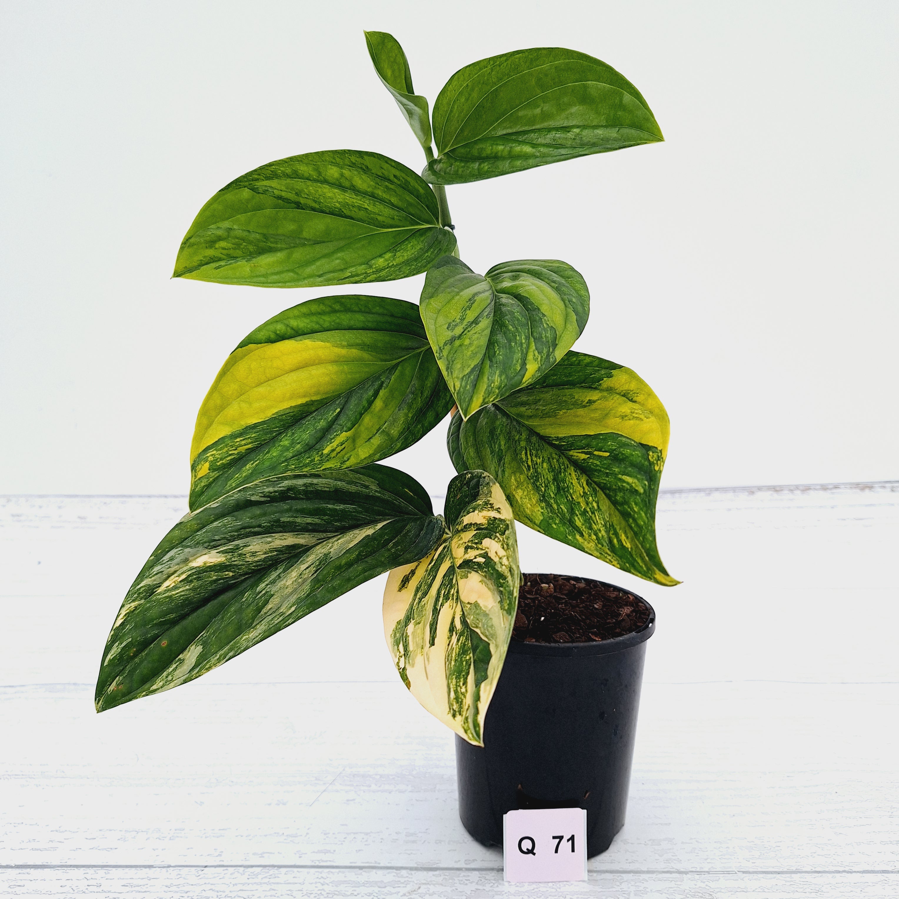 Monstera karstenianum &#39;Peru Variegata&#39;
