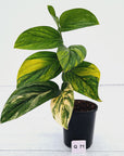 Monstera karstenianum 'Peru Variegata'