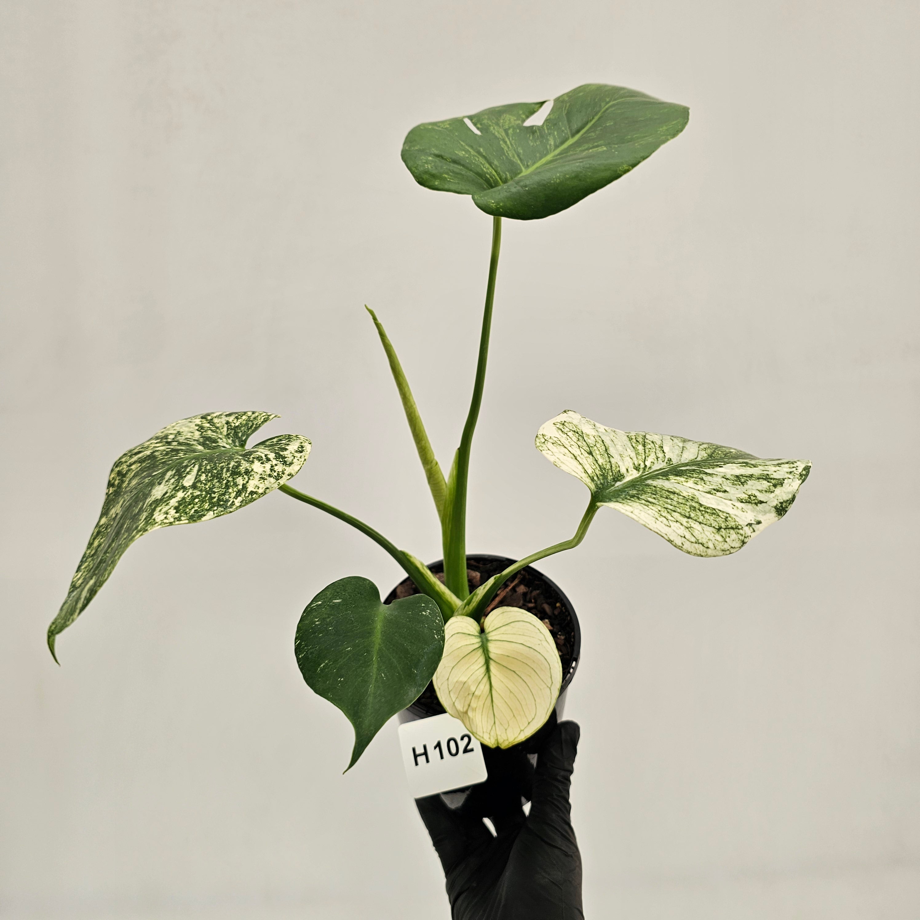 Monstera Deliciosa 'Mint'
