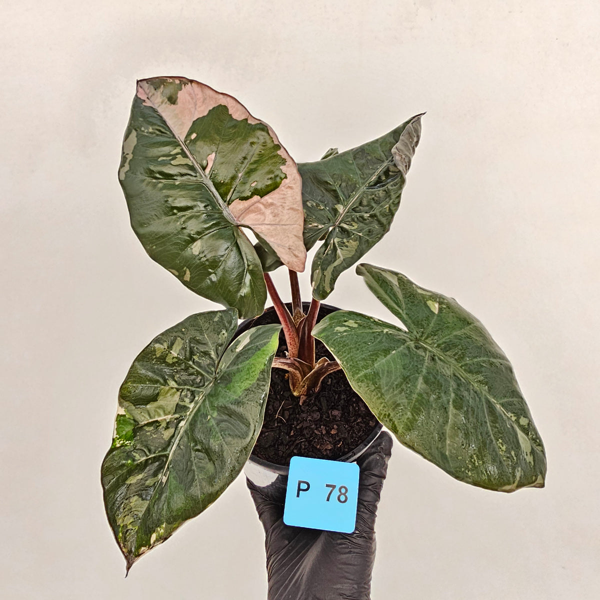 Alocasia macrorrhizos 'plumbea Variegata'