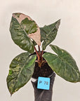 Alocasia macrorrhizos 'plumbea Variegata'