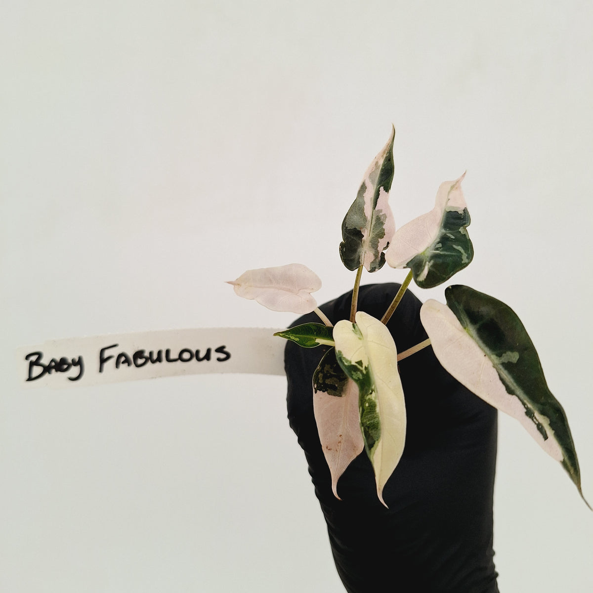 Alocasia Amazonica bambino Variegata - Bare Bottom Baby