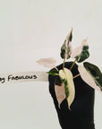 Alocasia Amazonica bambino Variegata - Bare Bottom Baby