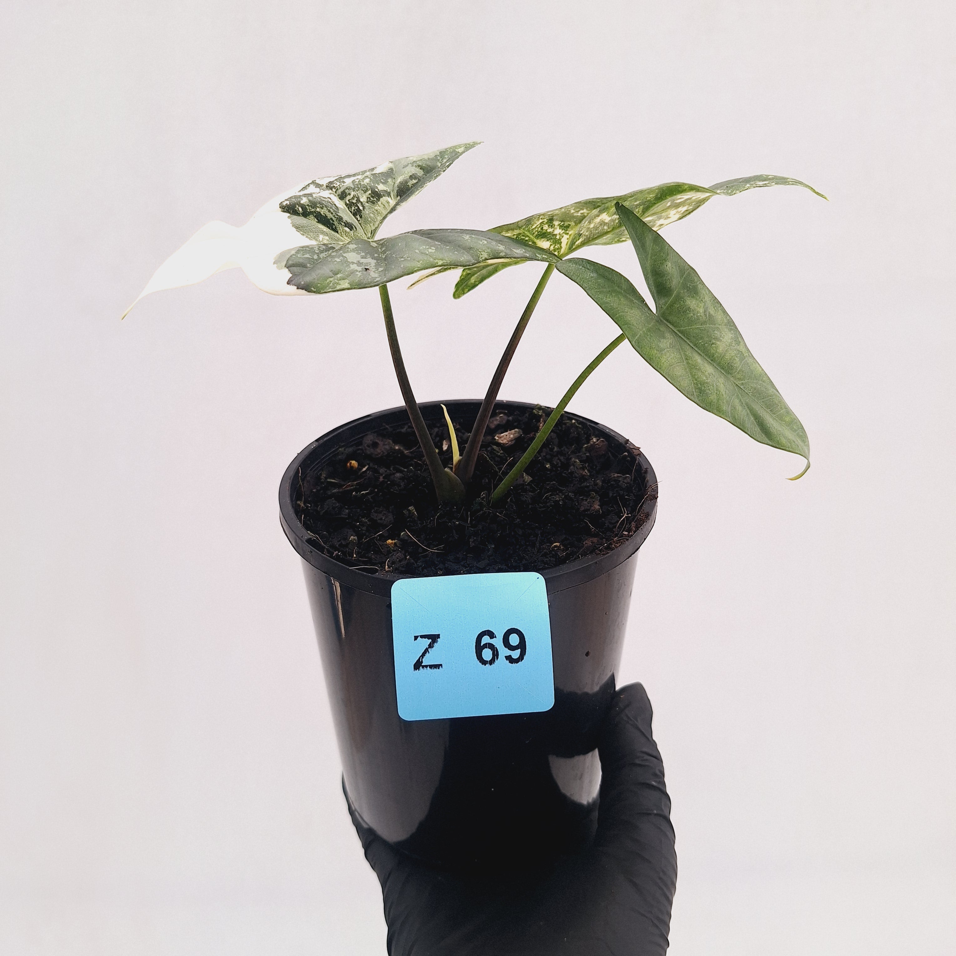 Alocasia ‘Simpo Albo’ Variegata - SALE