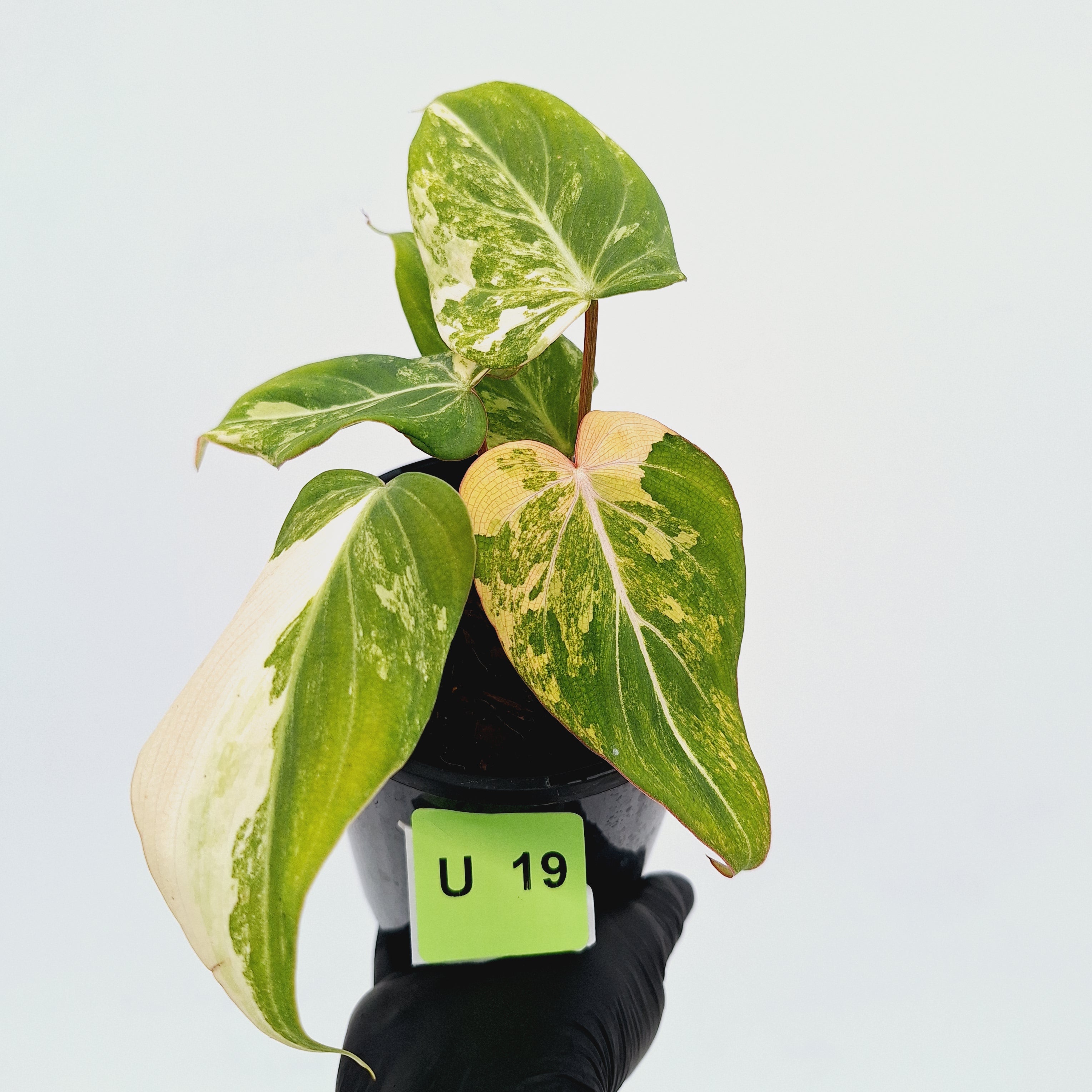Philodendron gloriosum white vien variegata