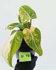 Philodendron gloriosum white vien variegata