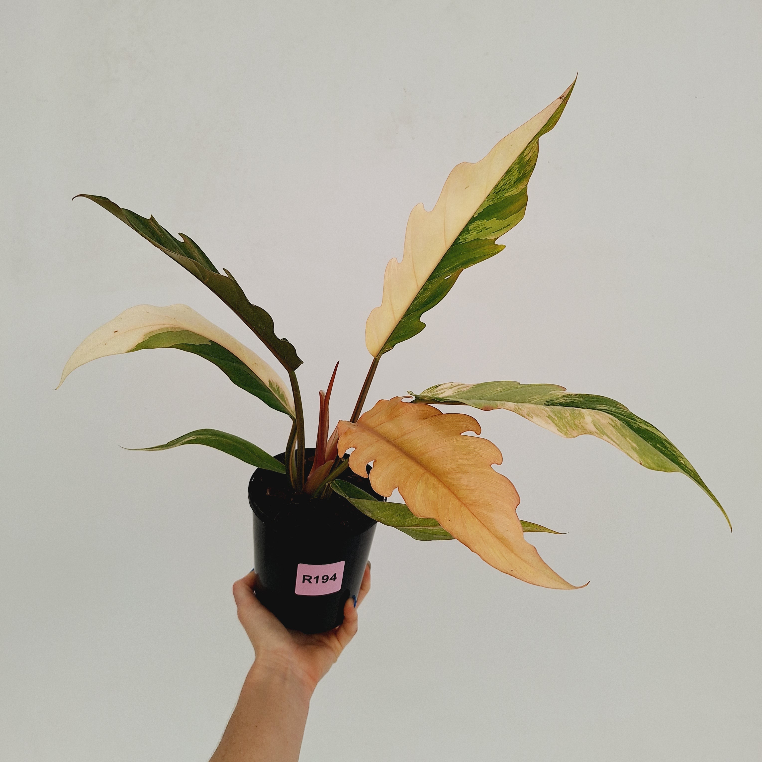 Philodendron serratum 'Caramel Marble'