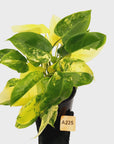 Philodendron Burle Marx variegata