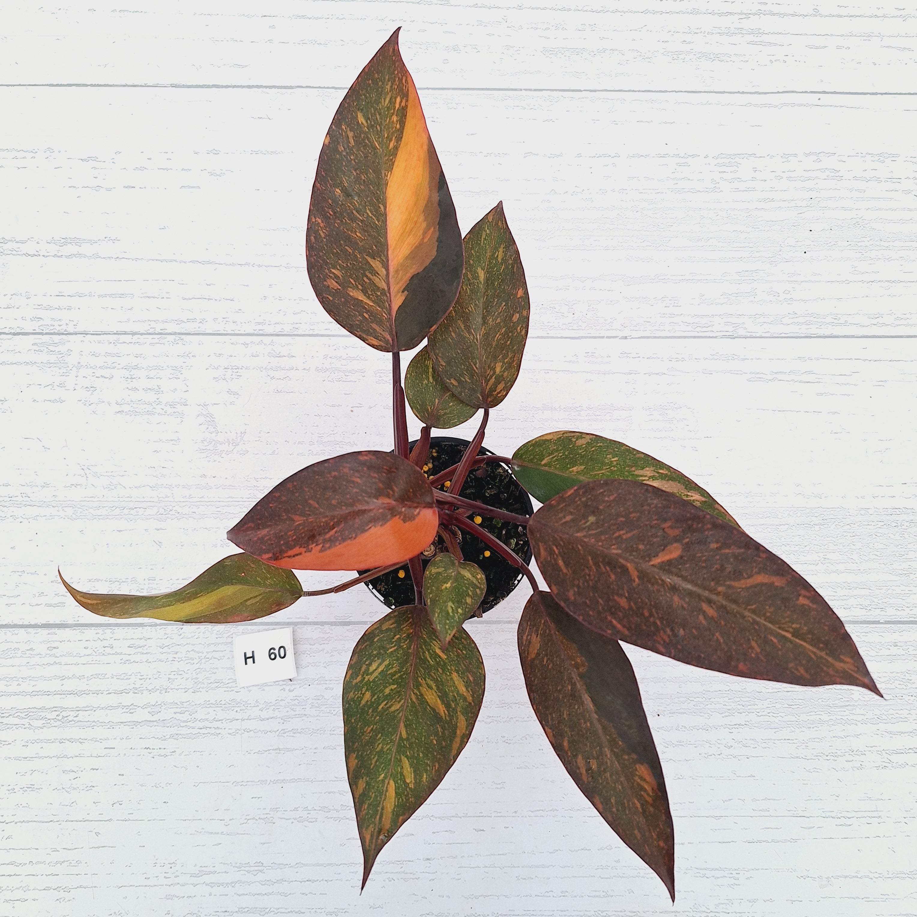 Philodendron 'Orange Princess' - FLASH SALE