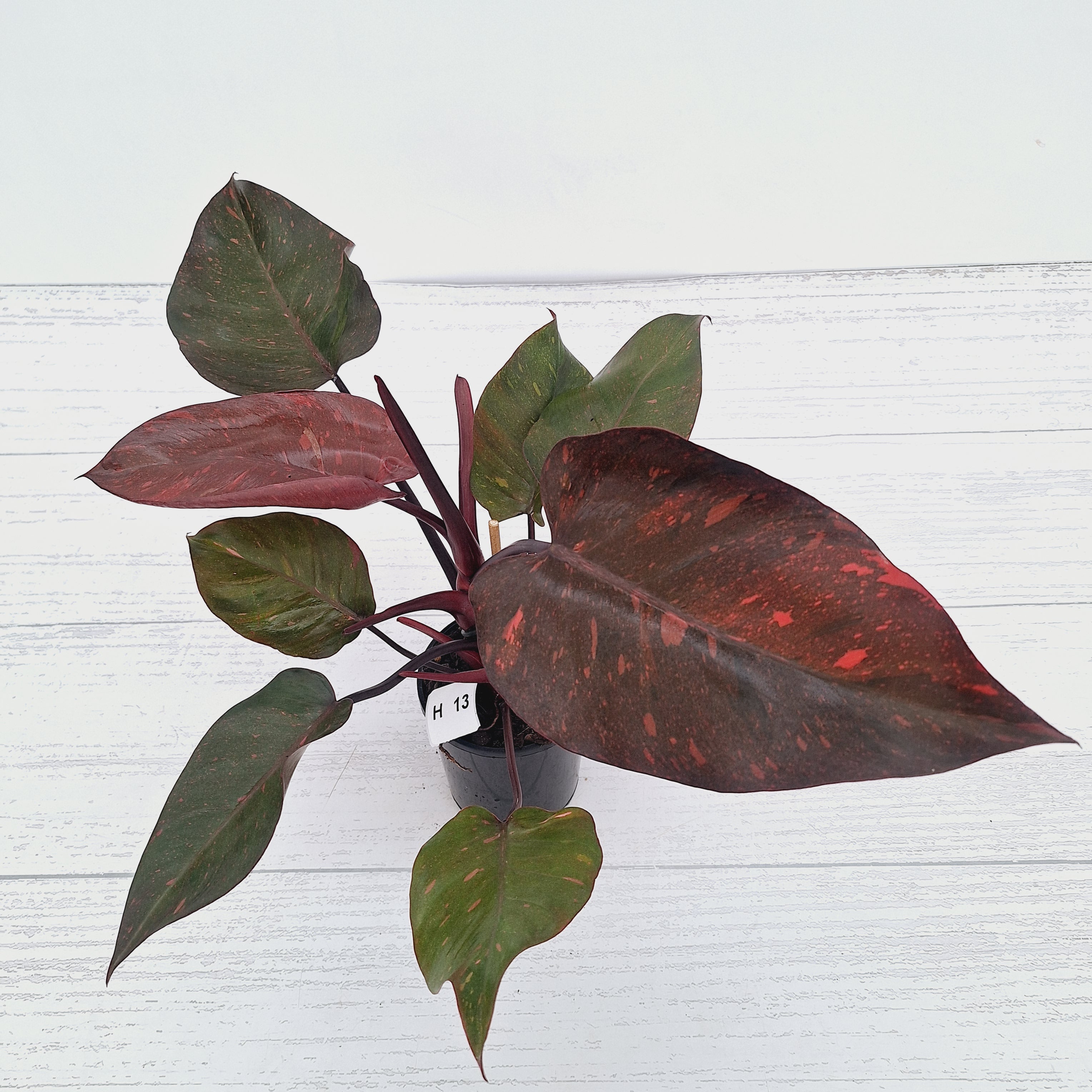 Philodendron 'Orange Princess' - FLASH SALE