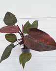 Philodendron 'Orange Princess' - FLASH SALE