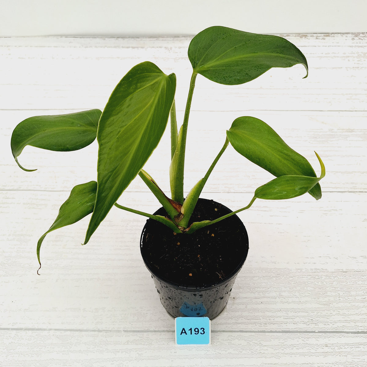 Monstera 'Burle Marx's Flame' - sale