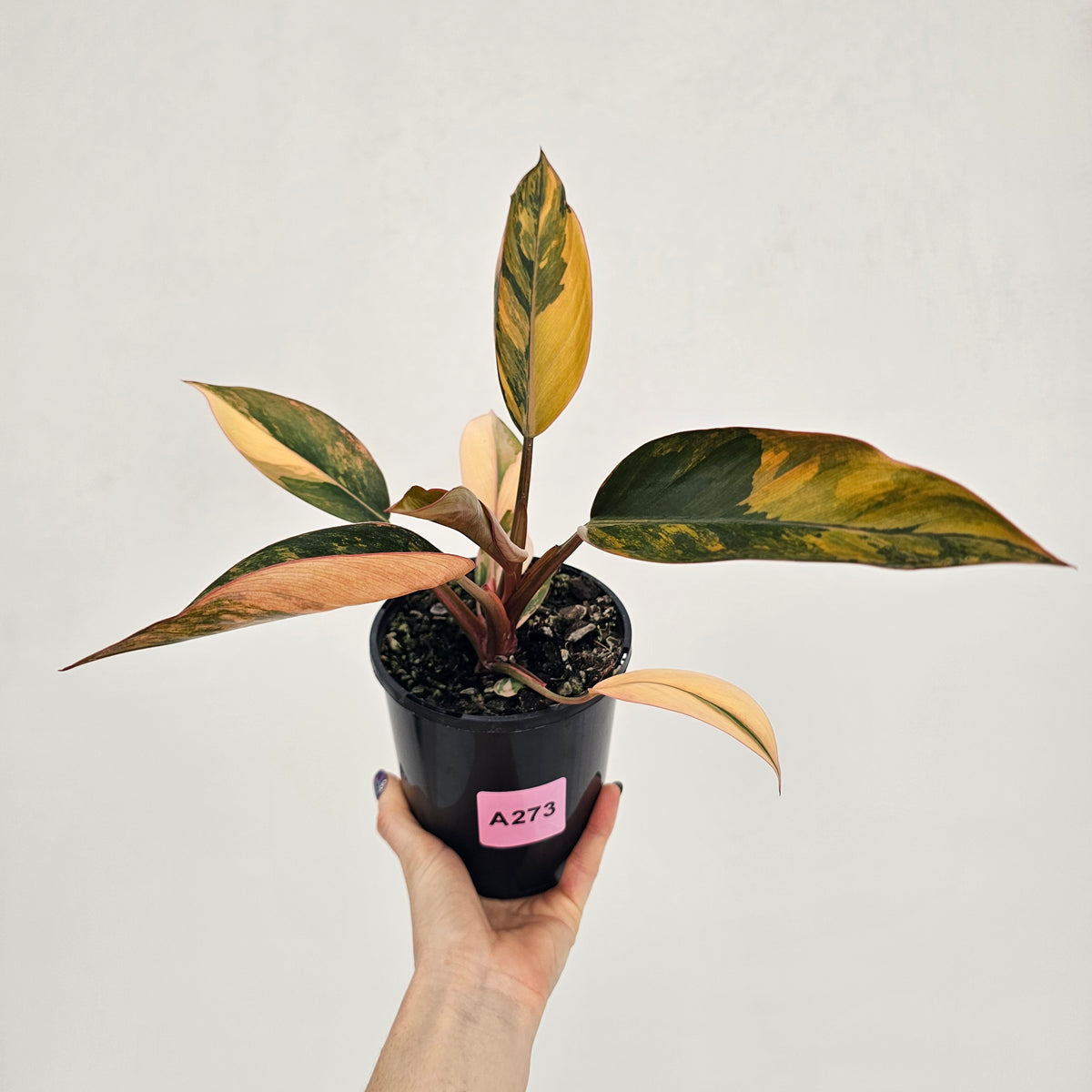Philodendron 'Rojo Congo Variegated' 125mm - SALE