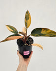 Philodendron 'Rojo Congo Variegated' 125mm - SALE
